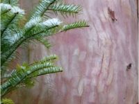 Compassionate Leadership – 2026 South Island MSA Cohort